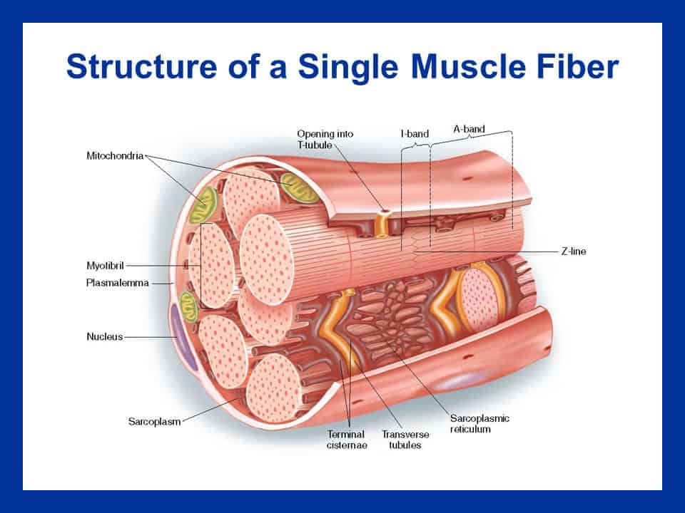 Muscle Fiber